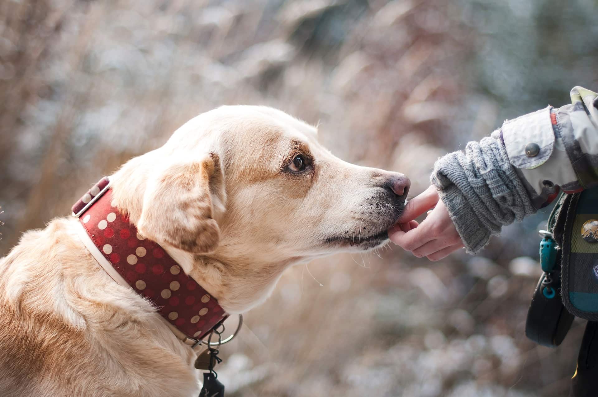 hund_2
