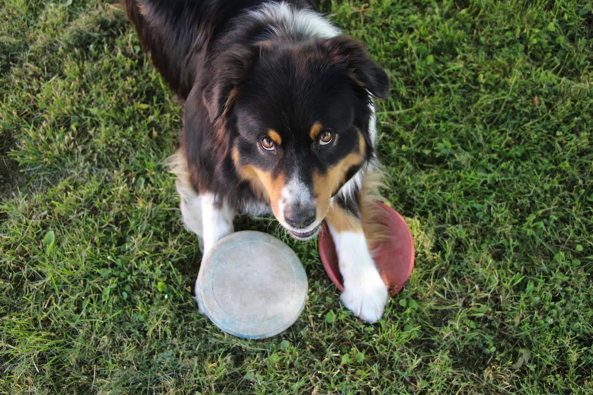 hund_4