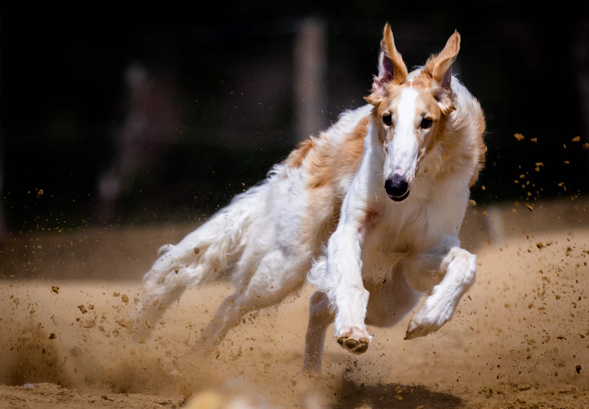 hund_5