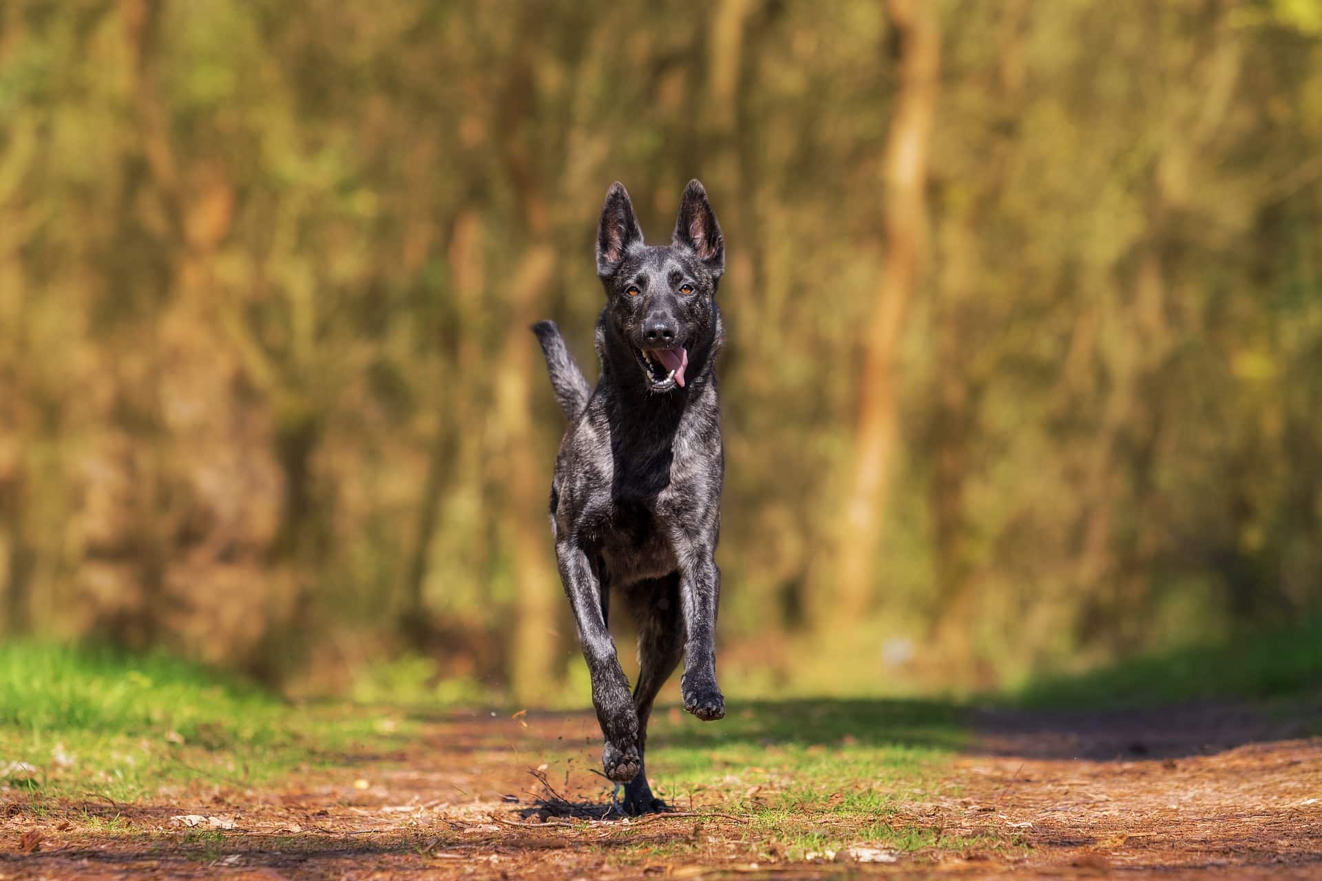 hund_7