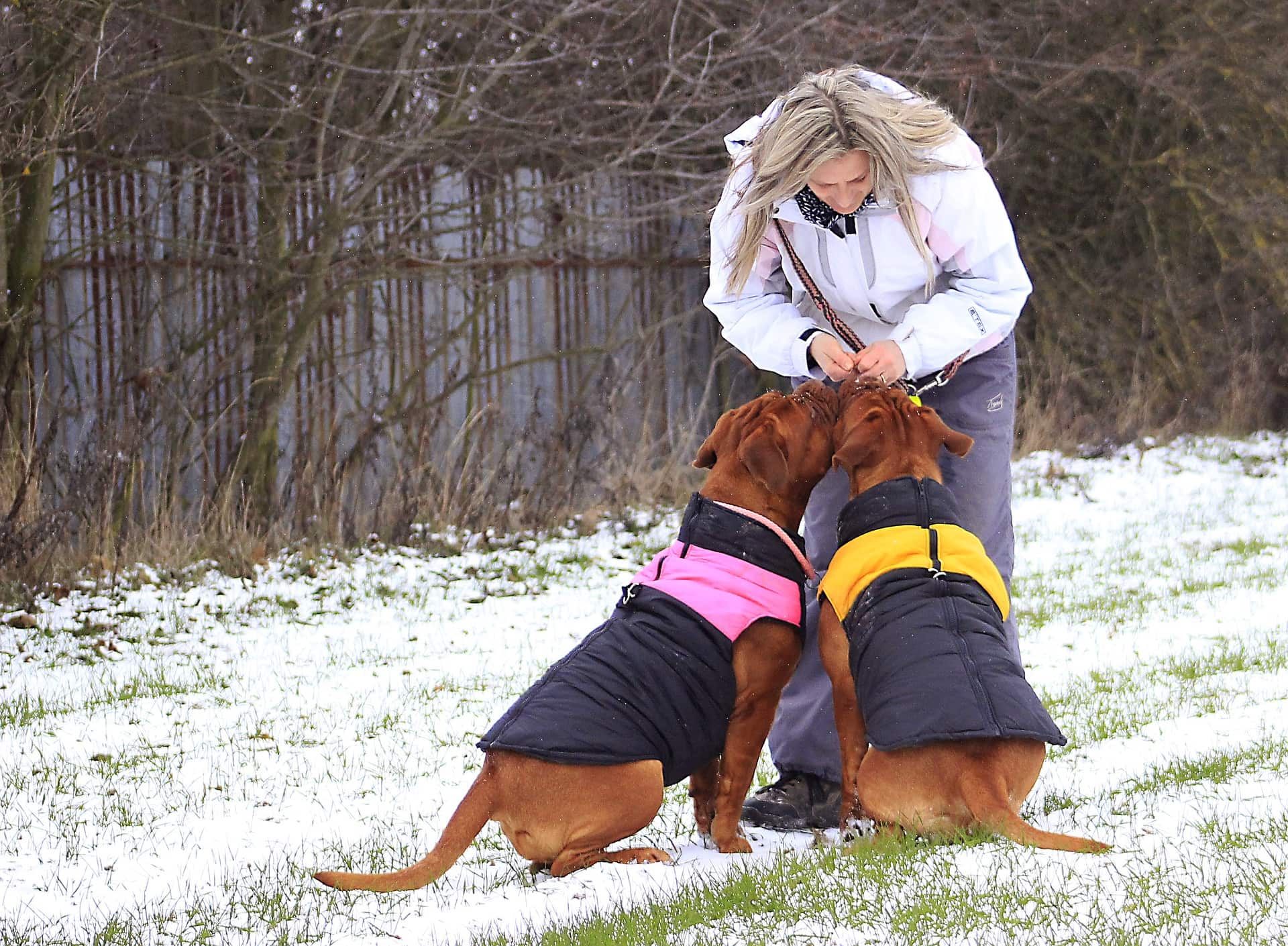 hund_9